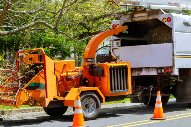 The Steps Involved in Our Tree Care Process in Saratoga Springs, UT